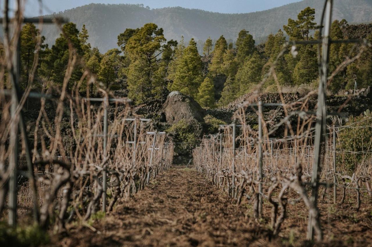Finca Ecologica Ferrera. Alojamiento Rural. Arafo المظهر الخارجي الصورة